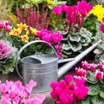 Annaffiatura del ciclamino