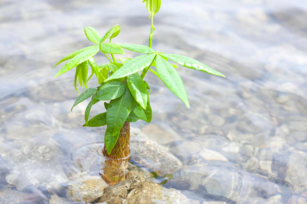 Pachira che cresce in acqua