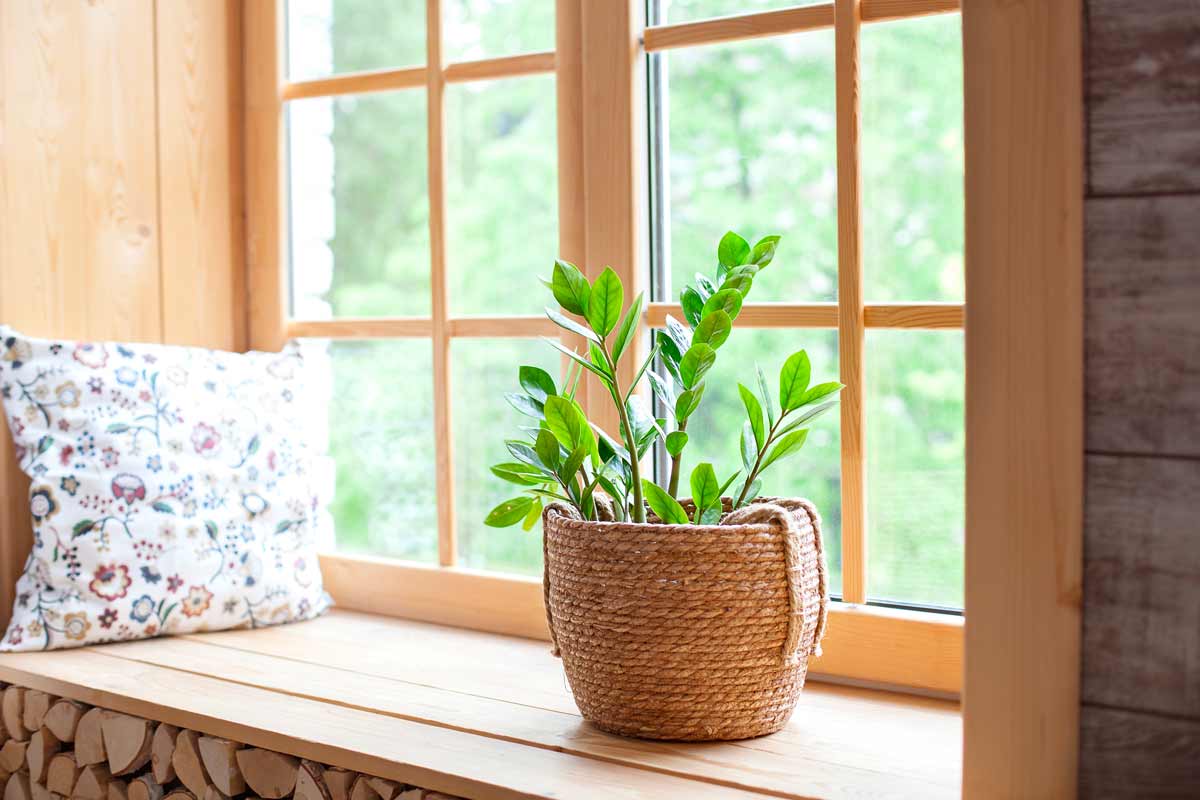 Zamioculcas in un vaso di vimini sul davanzale