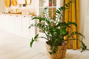 Zamioculcas