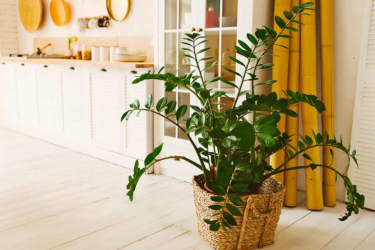 Zamioculcas