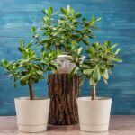 Le 3 concimazioni naturali che fanno esplodere l’albero di giada concimazioni naturali per albero di giada