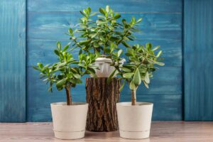 concimazioni naturali per albero di giada