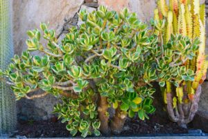 Perché il tuo albero di giada perde foglie