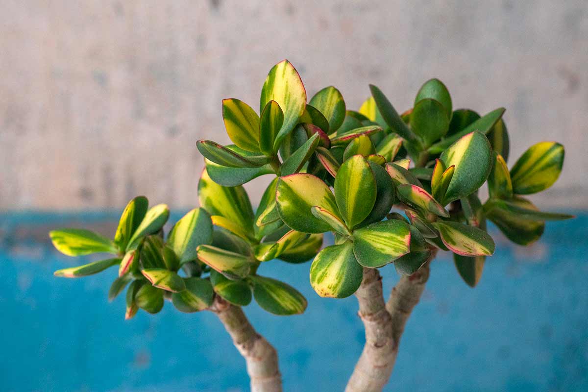 albero di giada