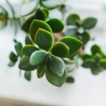 Quanto vive un albero di giada