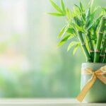 regalare bambù della fortuna