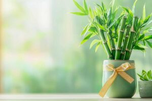 regalare bambù della fortuna