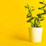 Bambù della fortuna: quanta acqua serve e dove metterlo Bambù della fortuna: quanta acqua serve