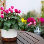 Ciclamino autunnale: i colori più belli per il balcone di settembre Ciclamino autunnale