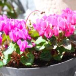 ciclamino ha le foglie gialle