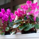 Ciclamino in vaso sul balcone