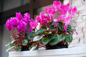 Ciclamino in vaso sul balcone