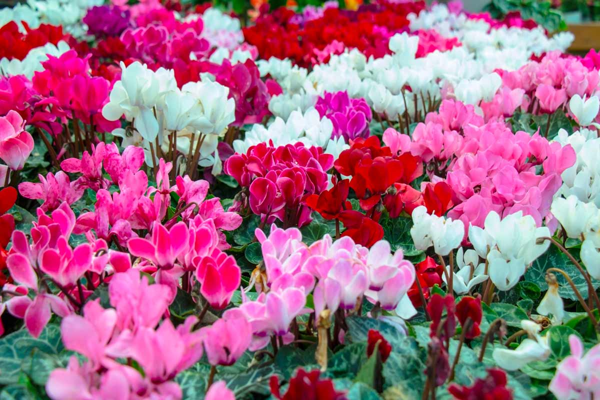 ciclamini di vari colori in giardino