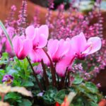 concimare il ciclamino