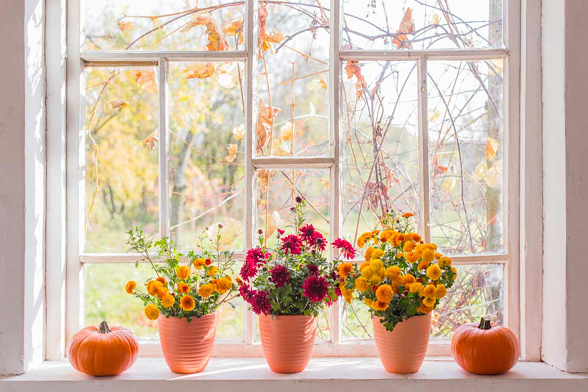 davanzale decorato con vasi in terracotta pieni di fiori autunnali