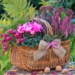 Come abbinare erica e ciclamino senza sbagliare colori Come abbinare erica e ciclamino