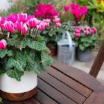 fiori da piantare a settembre