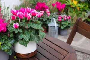fiori da piantare a settembre