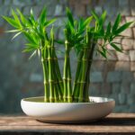 piante che portano fortuna in casa