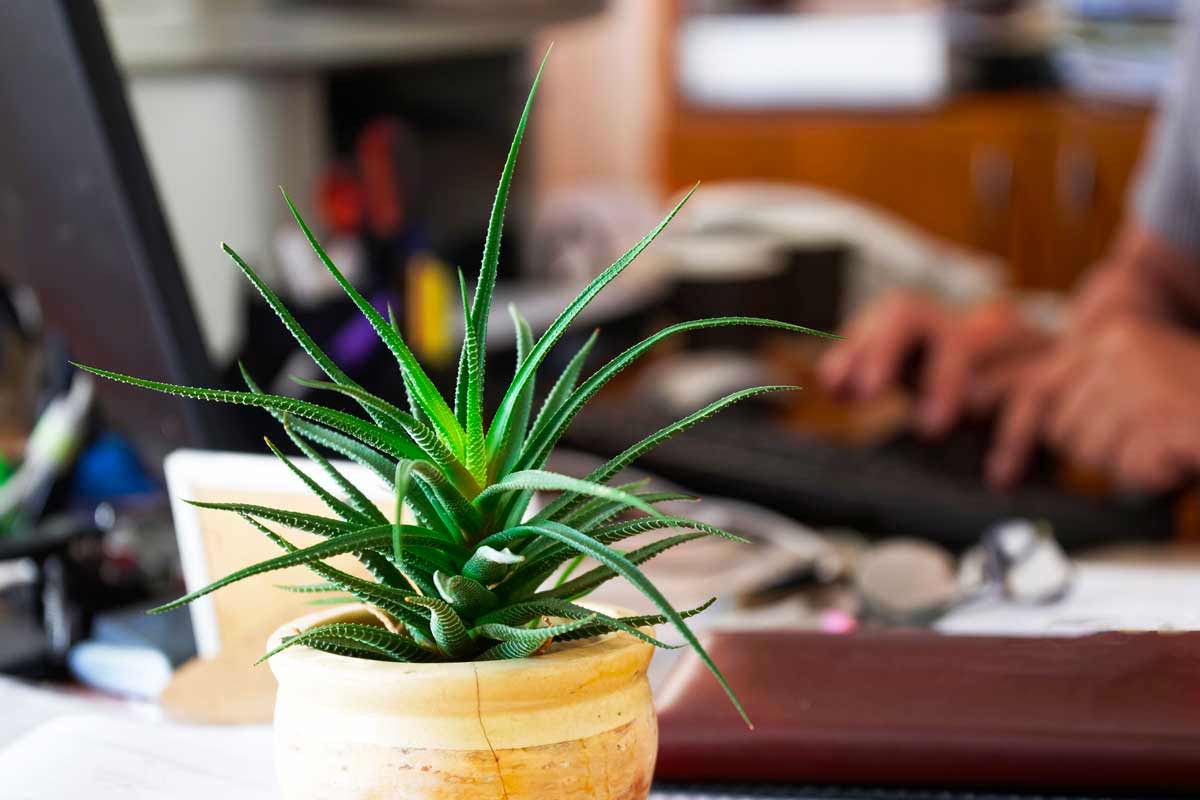 Aloe Vera