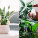 piante purificano l’aria