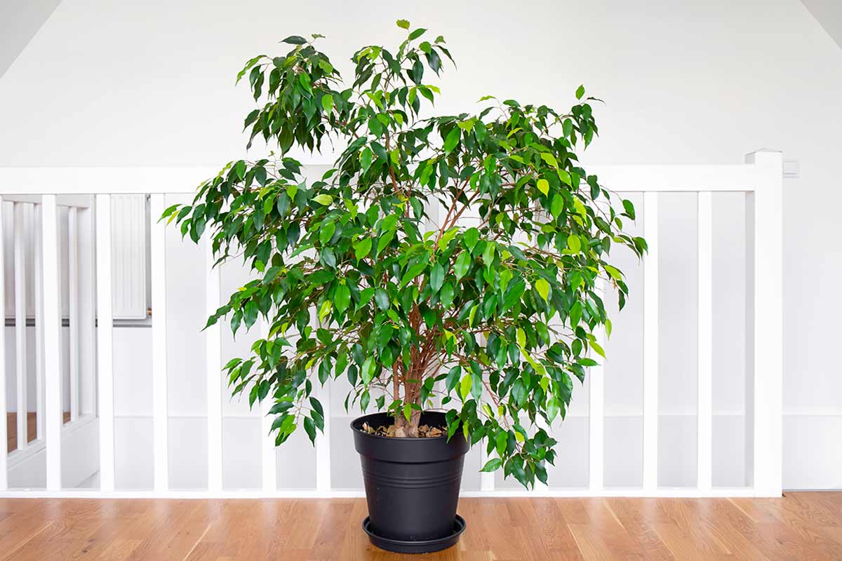 Ficus Benjamin