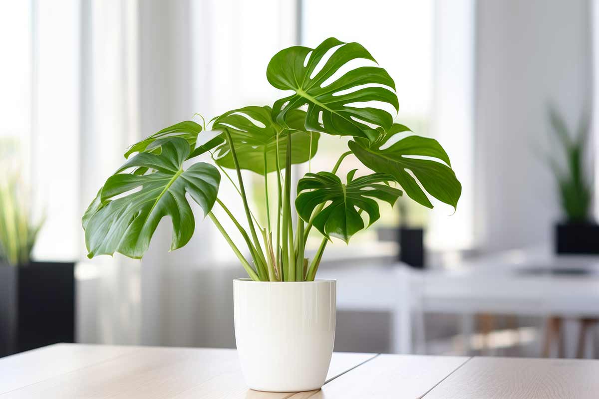 Monstera deliciosa in vaso dentro casa