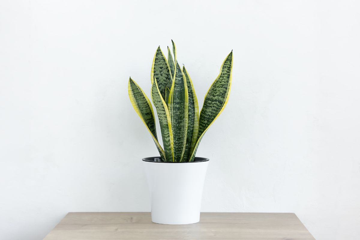 Sansevieria in casa