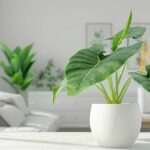 piante-da-appartamento-6