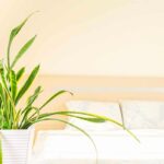 piante da tenere in camera da letto per dormire meglio