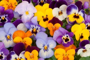 Quando piantare la viola del pensiero