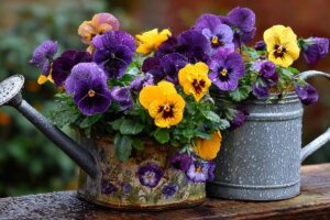 Annaffiatura della viola del pensiero