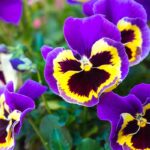 Quanto dura davvero la viola del pensiero? La risposta sorprende Quanto dura la viola del pensiero