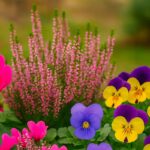 Come abbinare ciclamino ed erica con la viola del pensiero