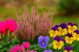 Come abbinare ciclamino ed erica con la viola del pensiero