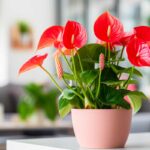 Anthurium, cura, significato e varietà