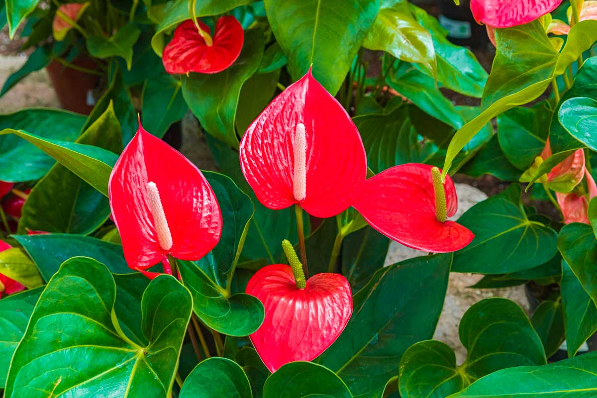Anthurium