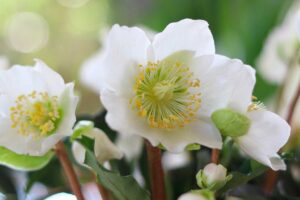 Elleboro nero, la Rosa di Natale autentica: tutto sulla varietà più iconica