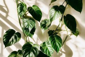 Filodendro, cura, varietà e coltivazione