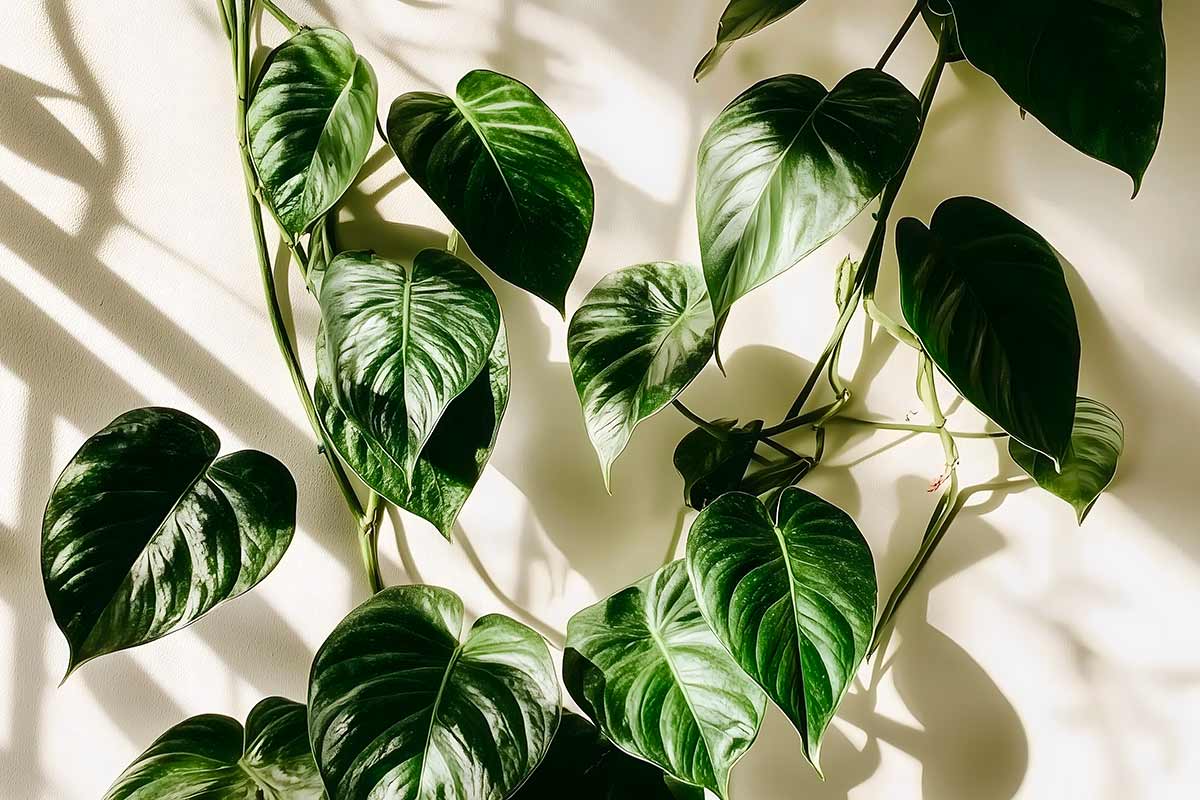 Filodendro, cura, varietà e coltivazione