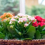 Kalanchoe, cura, fioritura e varietà