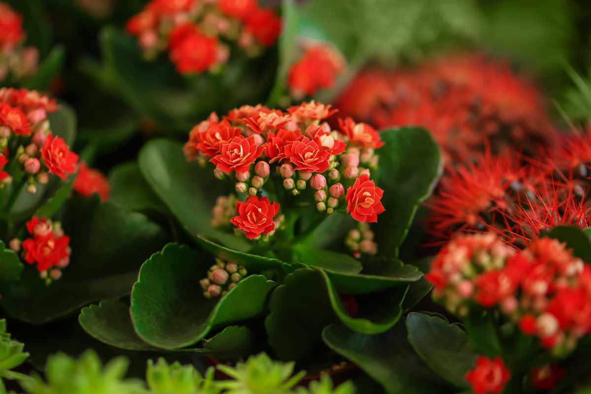 kalanchoe rossa fiorita