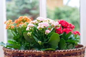 Kalanchoe, cura, fioritura e varietà