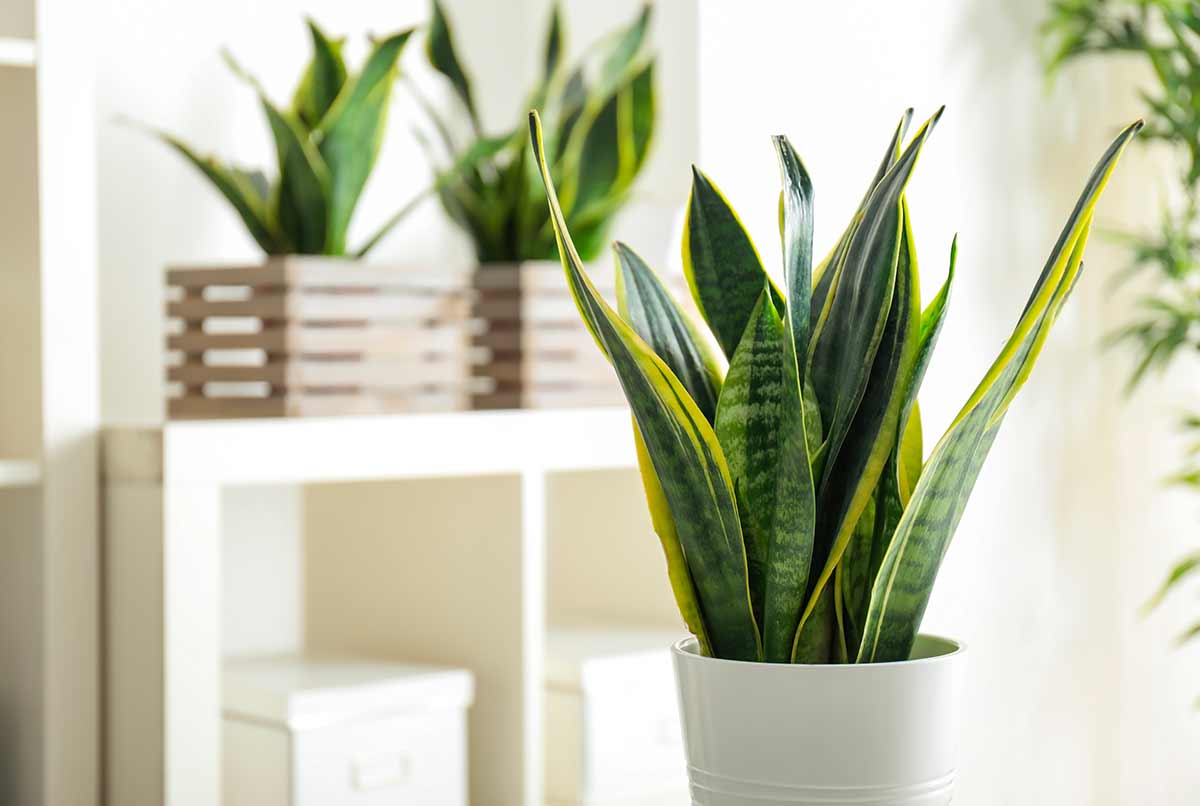 Sansevieria in vaso bianco