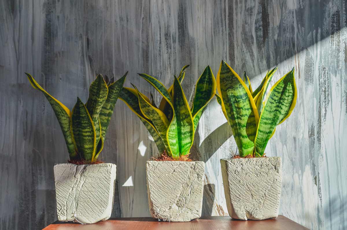 Sansevieria in casa
