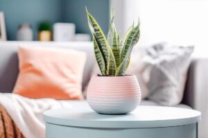 Sansevieria in vaso