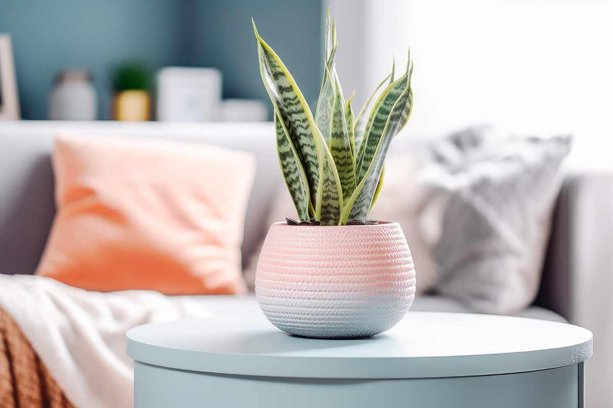 Sansevieria in vaso