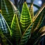 Sansevieria pulisce l’aria in casa