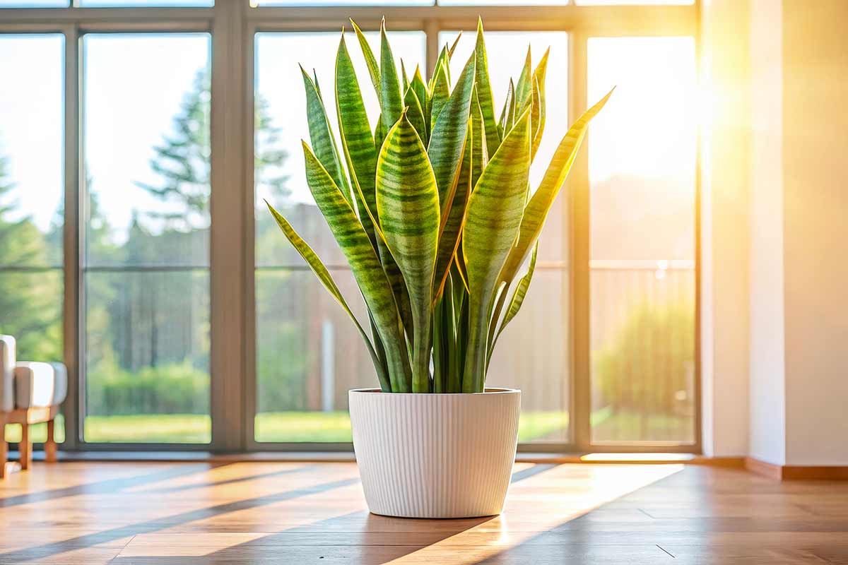 bella Sansevieria in vaso